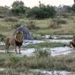 Big game viewing.
