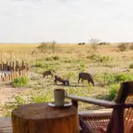 Wildlife at camp.