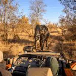 Pirschfahrten bringen Sie näher an die Sichtung der Big Five.