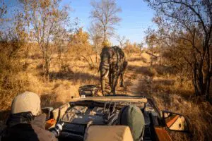 Pirschfahrten bringen Sie näher an die Sichtung der Big Five. 