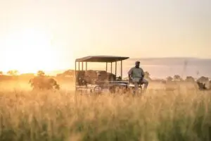 Enjoy game drives in the Sabi Sands.