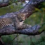 Individua leopardi appostati sugli alberi.