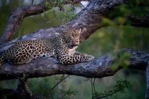 Spot leopards hanging out in trees. 