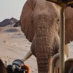 Experience close encounters with wildlife.
