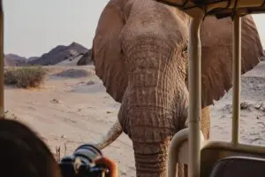 Experience close encounters with wildlife.