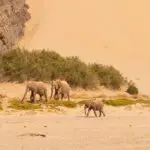 Elephants cross migrate across the desert.