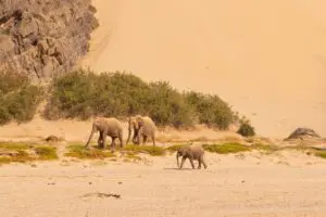 Elephants cross migrate across the desert.