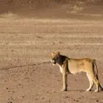 Destert-adapted lions can also be seen.