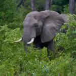 The lodge is located near a gate to the Zambezi National Park, inviting you to book a game drive.