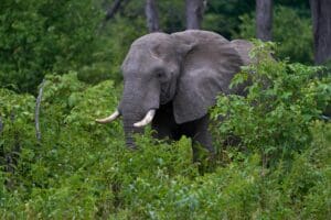The lodge is located near a gate to the Zambezi National Park, inviting you to book a game drive. 
