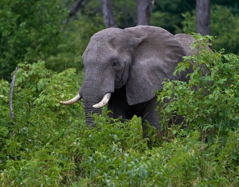 The lodge is located near a gate to the Zambezi National Park, inviting you to book a game drive. 