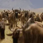 Gli gnu si radunano durante la Grande Migrazione.