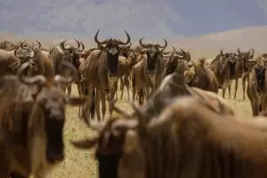 Wildebeest gather during the Great Migration. 