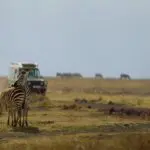 Godetevi i fotosafari giornalieri.