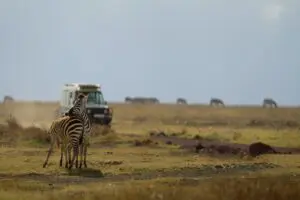 Enjoy daily game drives.