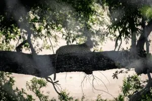 Leopards relax on tree branches.