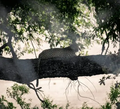 Los leopardos se relajan en las ramas de los árboles.