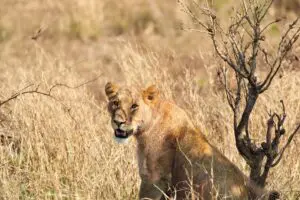 A lioness relaxes in the grasslands.
