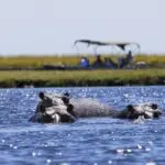 Boat cruises bring you closer to spotting hippos.
