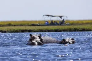 Boat cruises bring you closer to spotting hippos.