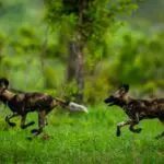 Wilde honden lopen in roedels.