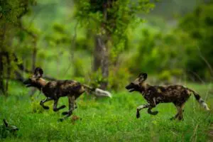 Wild dogs run in packs.