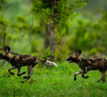 Los perros salvajes corren en manada.