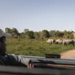 Daily game drives.