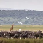Wildlife in Akagera.