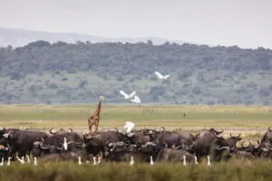 Wildlife in Akagera.
