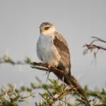 Los observadores de aves disfrutarán de avistamientos poco frecuentes.