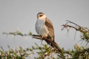 Bird watchers will enjoy rare sightings. 