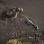Hipopótamos vadean el río Mara.