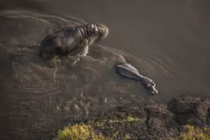 Hippos wade through the Mara River.