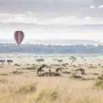 Disfrute de safaris en globo aerostático.