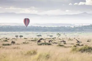 Enjoy hot air balloon safaris.