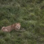 El Triángulo del Mara alberga a los Cinco Grandes.