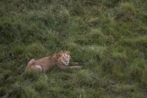 The Mara Triangle is home to the Big Five. 