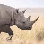 Se avistan rinocerontes en la naturaleza.