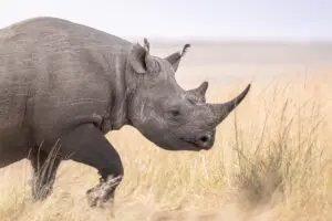 Rhinos are spotted in the wilderness. 