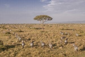 Zebra are dotted across the grasslands. 