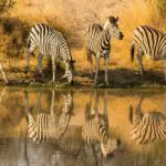 Zebra's nippen van het koele water.