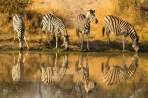 Zebra are seen sipping at cool waters. 