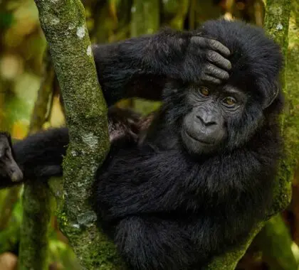 gorilla-baby-young-gorilla-in-the-habitat-bwindi-np-in-uganda-cute-wildlife-in-africa-mountain-gorilla-in-the-forest-on-climb-up-the-tree-light-in-the-forest-wildlife-uganda