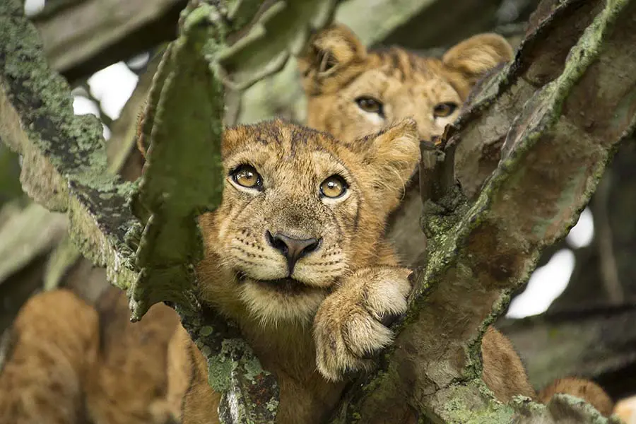 Two young lions find a higher view in a tree | Go2Africa