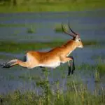 Watch antelope prancing through the reeds.