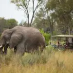 Spot Big 5 on safari.