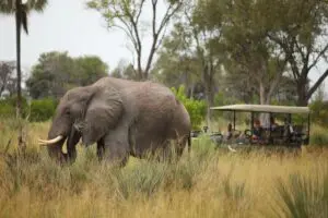 Spot Big 5 on safari.