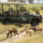 Follow a pack of wild dogs on game drives.
