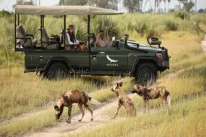 Follow a pack of wild dogs on game drives. 